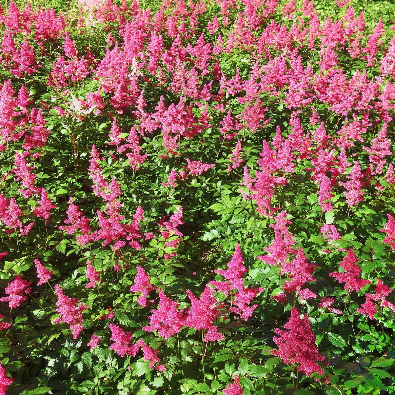 Obrázok Astilba Arendsova (Astilbe arendsii) ‘MAGGIE DALEY’ - kont. C2L